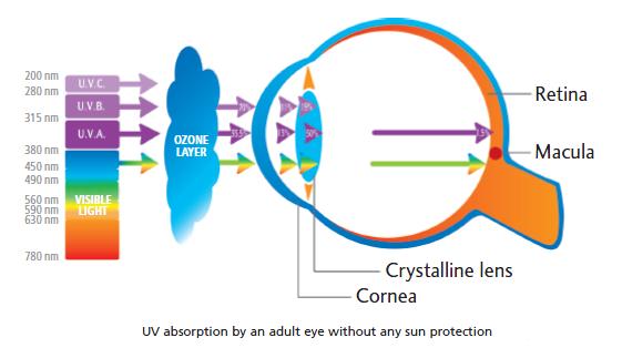 Uv Rays Protection