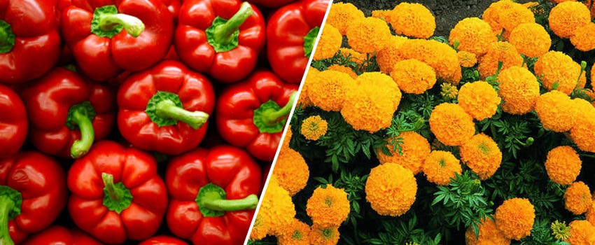 marigold flower and red pepper